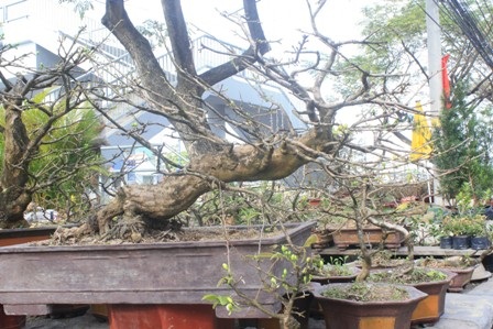 TPHCM: Chợ hoa trên bến dưới thuyền - 6