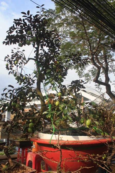 TPHCM: Chợ hoa trên bến dưới thuyền - 7