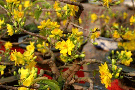 Đất trời vào Xuân, lòng người càng bâng khuâng nỗi nhớ - 2