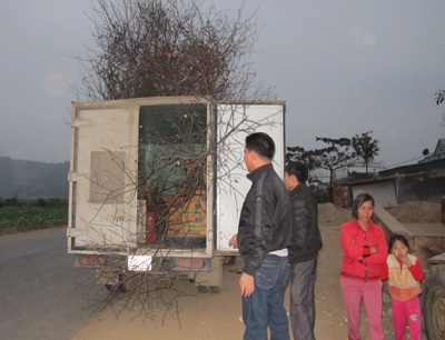 Khách chơi xuân “săn” đào ngoại - 7