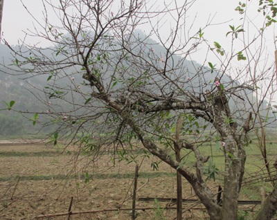 Khách chơi xuân “săn” đào ngoại - 4