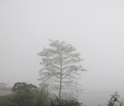 Chùm ảnh: Sương mù trên đỉnh Piêng Tò - 6