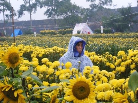 Lội bùn xem... chợ hoa Xuân - 13