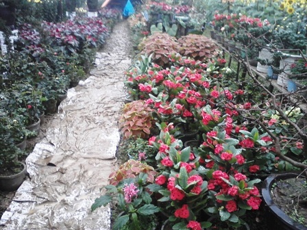 Lội bùn xem... chợ hoa Xuân - 9