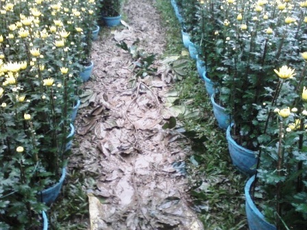 Lội bùn xem... chợ hoa Xuân - 8