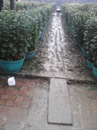 Lội bùn xem... chợ hoa Xuân - 4