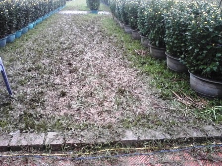 Lội bùn xem... chợ hoa Xuân - 3