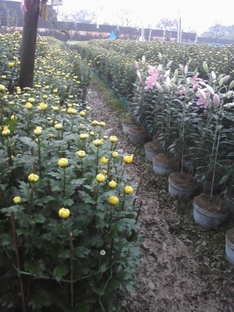 Lội bùn xem... chợ hoa Xuân - 6