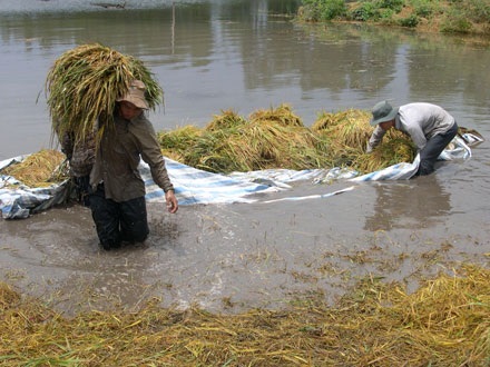 Lũ muộn gọi Xuân về sớm - 6 Lũ muộn gọi Xuân về sớm - 6