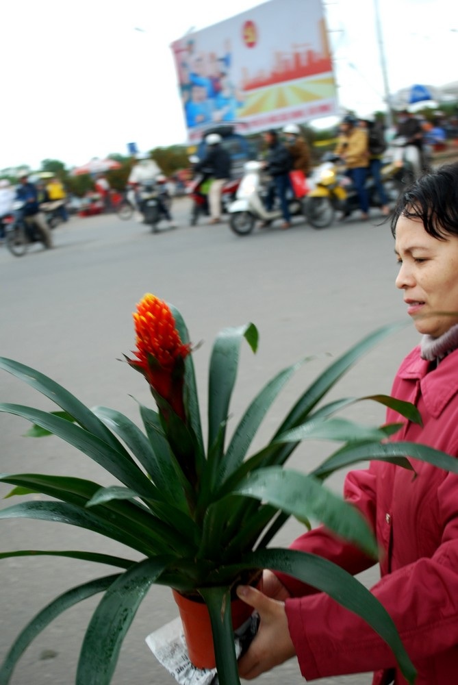 Đà Nẵng: Tất bật mang “Xuân” về nhà - 6 Đà Nẵng: Tất bật mang “Xuân” về nhà - 6