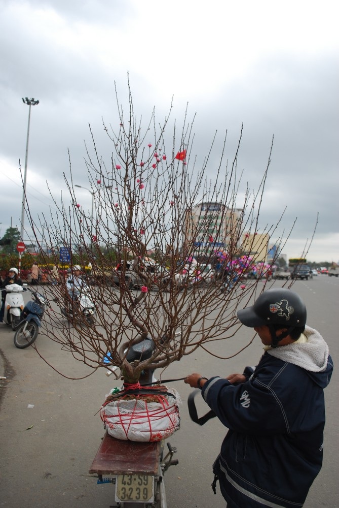 Đà Nẵng: Tất bật mang “Xuân” về nhà - 4 Đà Nẵng: Tất bật mang “Xuân” về nhà - 4