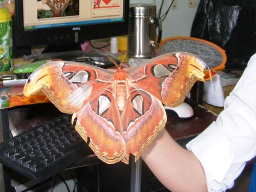 Bướm khổng lồ ở Bình Dương đã chết - 1 Bướm khổng lồ ở Bình Dương đã chết - 1