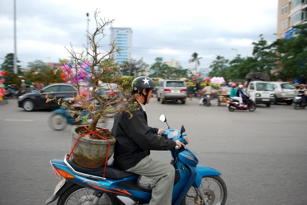Đà Nẵng: Tất bật mang “Xuân” về nhà - 3 Đà Nẵng: Tất bật mang “Xuân” về nhà - 3