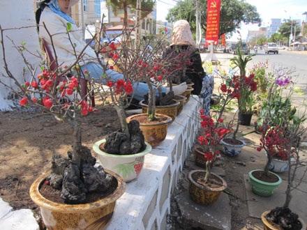 Chiêm ngưỡng “hàng độc” ở chợ hoa phố núi - 5 Chiêm ngưỡng “hàng độc” ở chợ hoa phố núi - 5