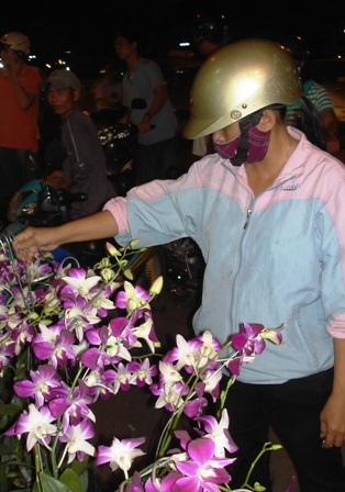 Đêm xuống đổ xô đi sắm cây kiểng - 2