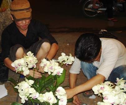 Đêm xuống đổ xô đi sắm cây kiểng - 3