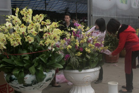 “Chạy đua” với giá hoa Tết - 5