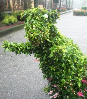 Xem đường hoa 12 con giáp vui nhộn - 11