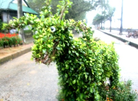 Xem đường hoa 12 con giáp vui nhộn - 12