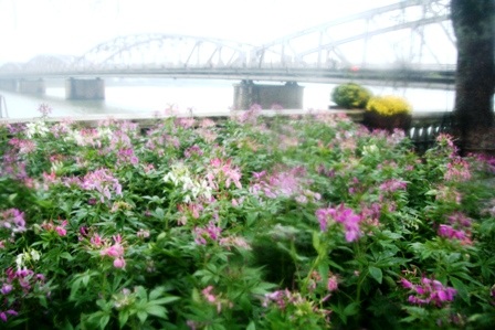 Xem đường hoa 12 con giáp vui nhộn - 15