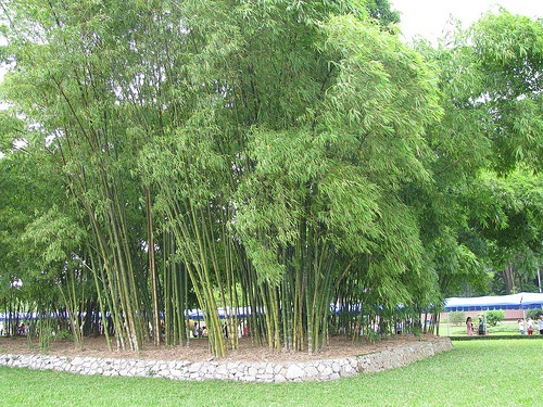 Tôi chọn biểu tượng Việt là cây Tre? - 1 Tôi chọn biểu tượng Việt là cây Tre? - 1
