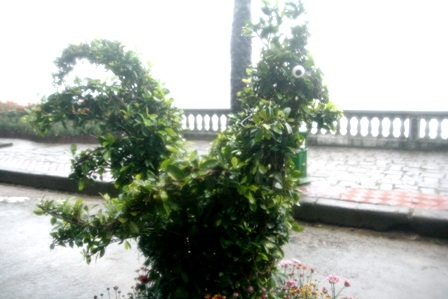 Xem đường hoa 12 con giáp vui nhộn - 5