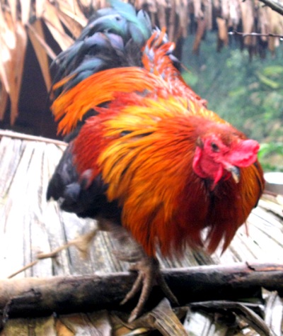 Phát hiện gà 7 cựa ở Kỳ Sơn - 7