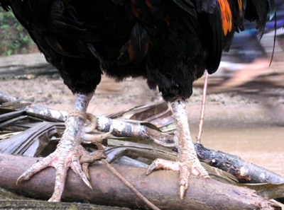 Phát hiện gà 7 cựa ở Kỳ Sơn - 3