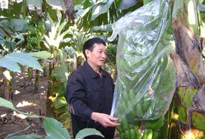 Anh chàng buôn chuối biến cả làng thành tỷ phú - 1 Anh chàng buôn chuối biến cả làng thành tỷ phú - 1