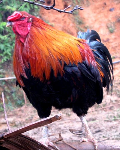 Phát hiện gà 7 cựa ở Kỳ Sơn - 4