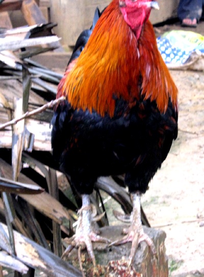 Phát hiện gà 7 cựa ở Kỳ Sơn - 1