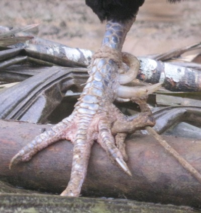 Phát hiện gà 7 cựa ở Kỳ Sơn - 6