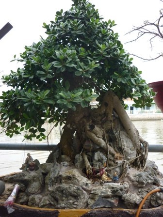 Chiêm ngưỡng cây kiểng “dành cho” đại gia - 1