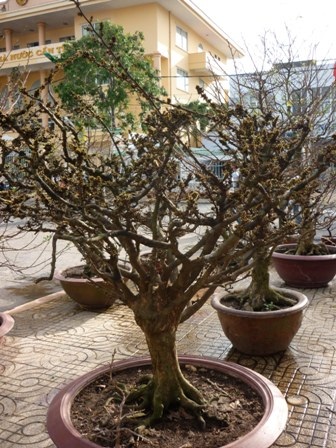 Chiêm ngưỡng cây kiểng “dành cho” đại gia - 6