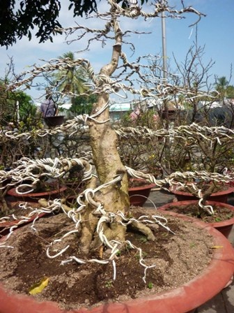 Chiêm ngưỡng cây kiểng “dành cho” đại gia - 7