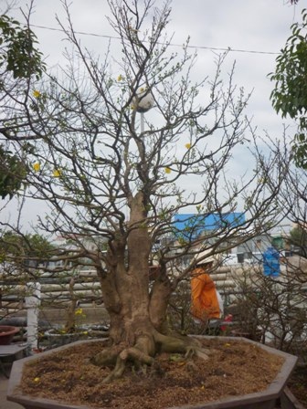 Chiêm ngưỡng cây kiểng “dành cho” đại gia - 2