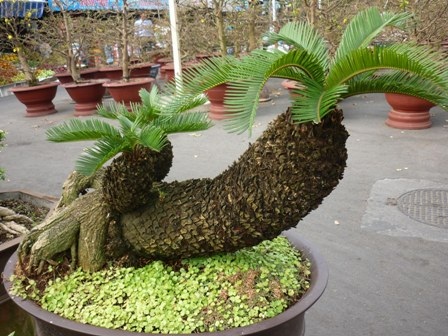 Chiêm ngưỡng cây kiểng “dành cho” đại gia - 3