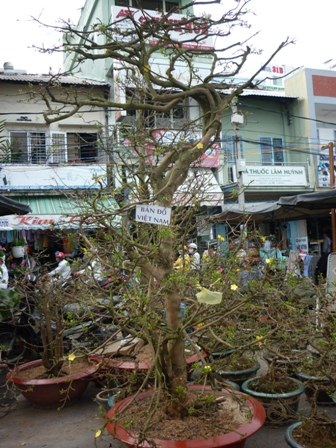 Chiêm ngưỡng cây kiểng “dành cho” đại gia - 4