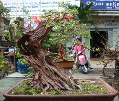 Chiêm ngưỡng cây kiểng “dành cho” đại gia - 5