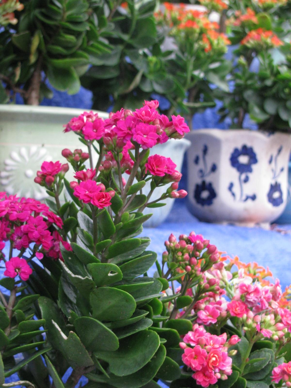 Hội An: "Bữa ni mới thấy mùa xuân" - 7