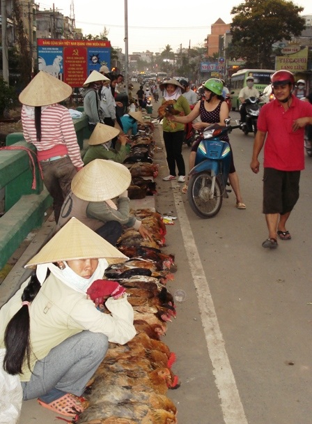 Bất tuân lệnh cấm, "chợ" gia cầm sống vẫn nhộn nhịp - 2
