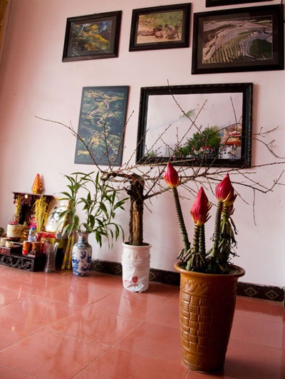 Hoa chuối rừng khoe sắc thắm đón Xuân - 4 Hoa chuối rừng khoe sắc thắm đón Xuân - 4