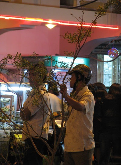 Mai nhánh “lấn át” mai chậu - 1