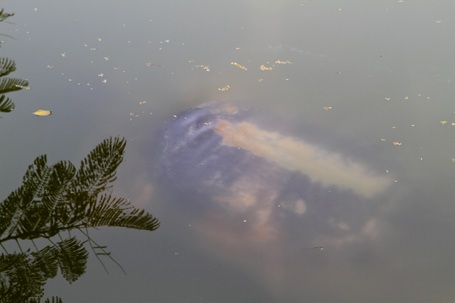 Chùm ảnh: "Gặp" cụ rùa Hồ Gươm ngày đầu xuân - 4