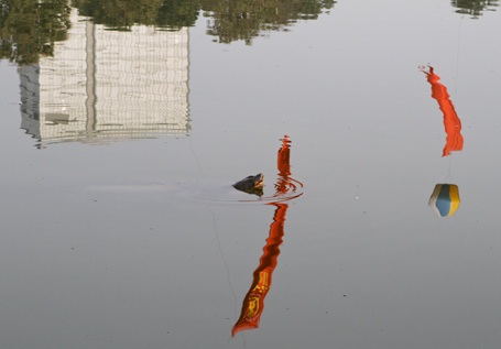 Chùm ảnh: "Gặp" cụ rùa Hồ Gươm ngày đầu xuân - 7