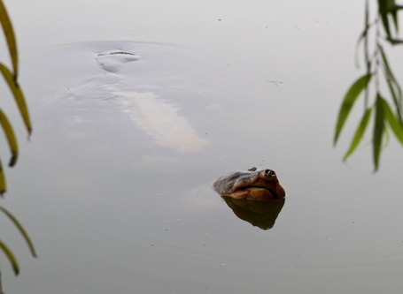 Chùm ảnh: "Gặp" cụ rùa Hồ Gươm ngày đầu xuân - 9