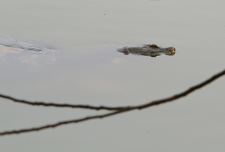 Chùm ảnh: "Gặp" cụ rùa Hồ Gươm ngày đầu xuân - 10