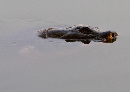 Chùm ảnh: "Gặp" cụ rùa Hồ Gươm ngày đầu xuân - 11