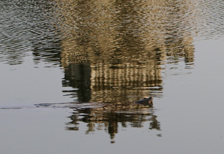 Chùm ảnh: "Gặp" cụ rùa Hồ Gươm ngày đầu xuân - 8