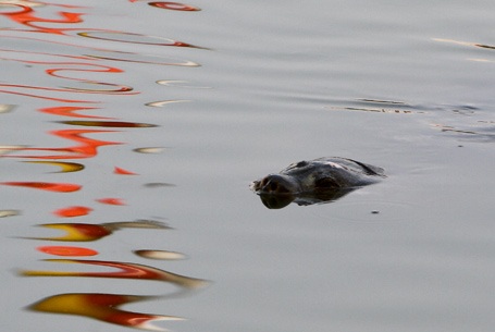 Chùm ảnh: "Gặp" cụ rùa Hồ Gươm ngày đầu xuân - 13